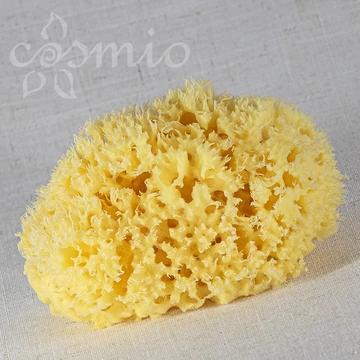 Honeycomb tengeri szivacs