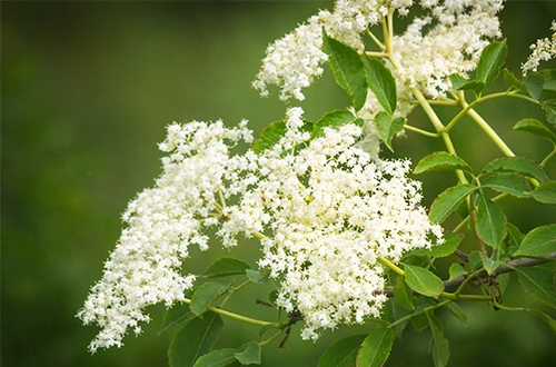 Szemkörnyékápoló bodzavirággél